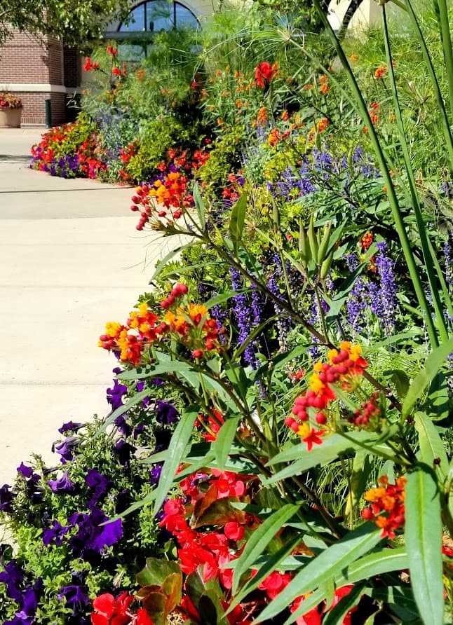 Vibrant flower bed with red, orange, and purple blossoms lining a concrete walkway.