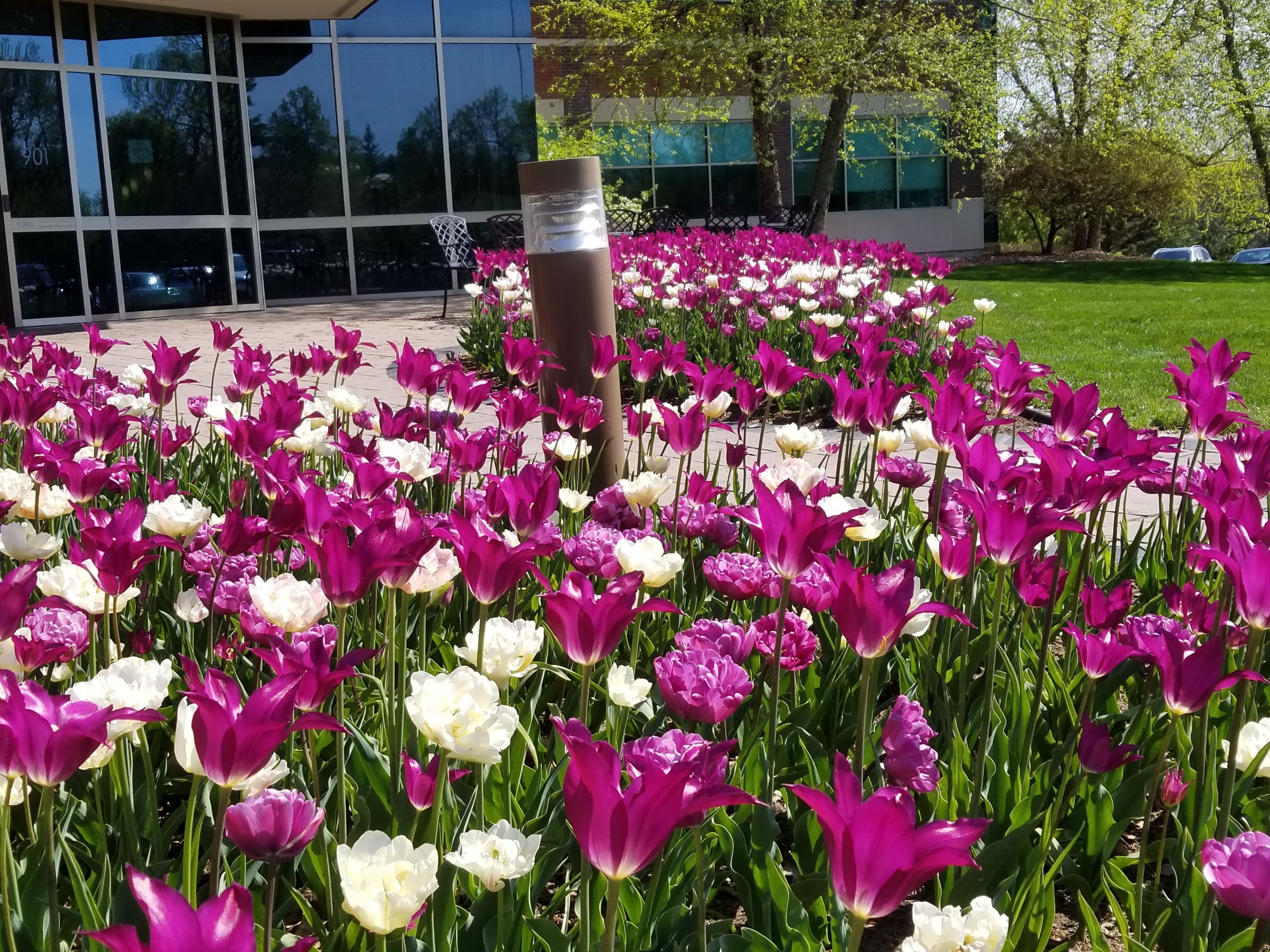 Vibrant purple and white tulips bloom in a flowerbed outside a modern glass office building.