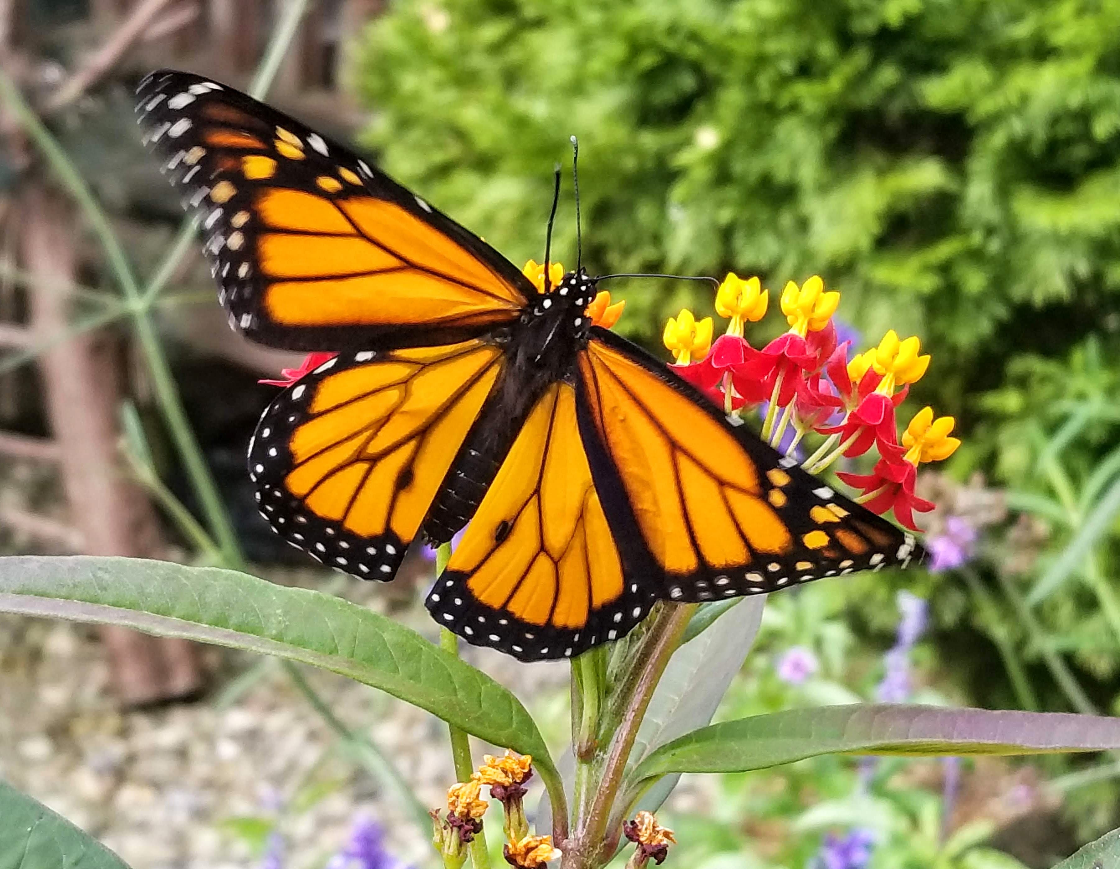 Monarch butterfly with orange and black wings perched on red and yellow milkweed flowers.